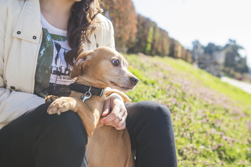 breath so bad it scares dogs away