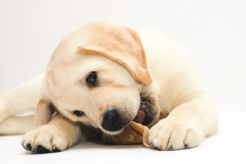 best puppy treats australia