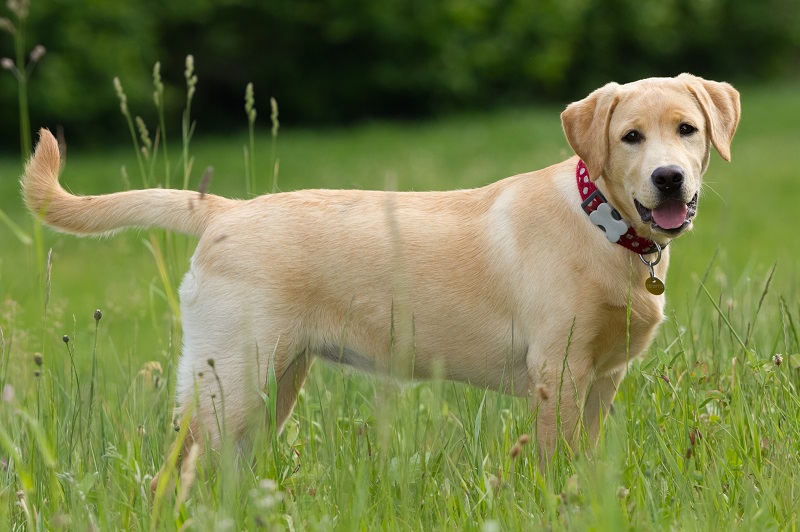 Labrador Retriever