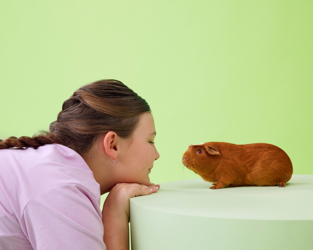 A girl taking care of her guinea pig