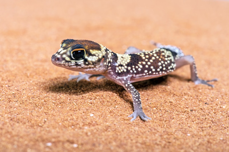 How to care for your reptile in summer