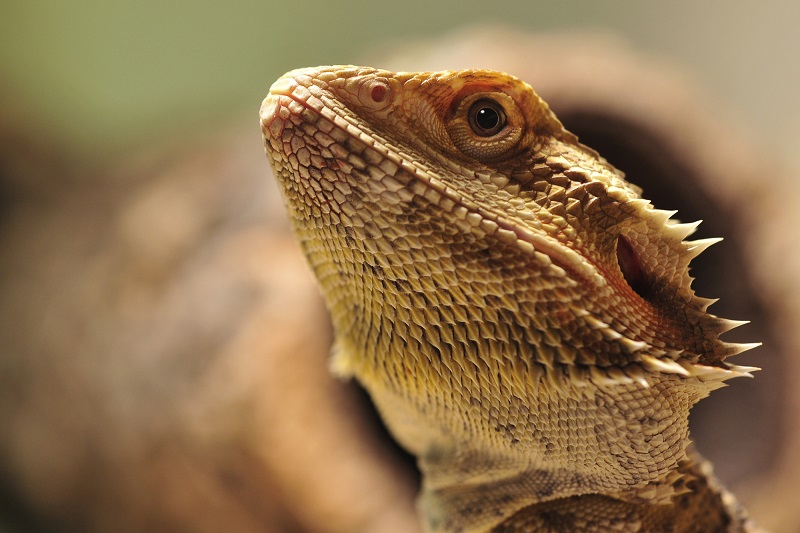 looking after bearded dragons