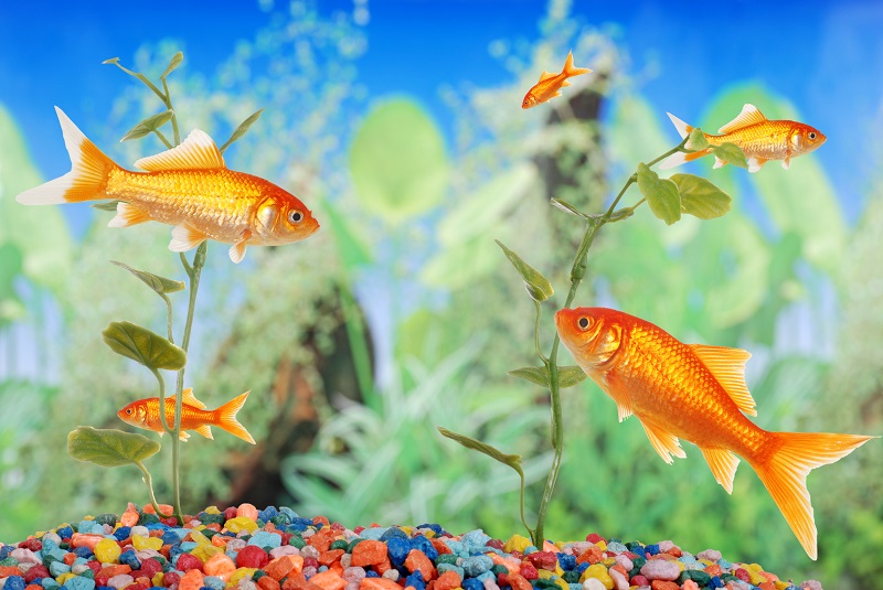 Care Guide: Cold Water Fish As Pets