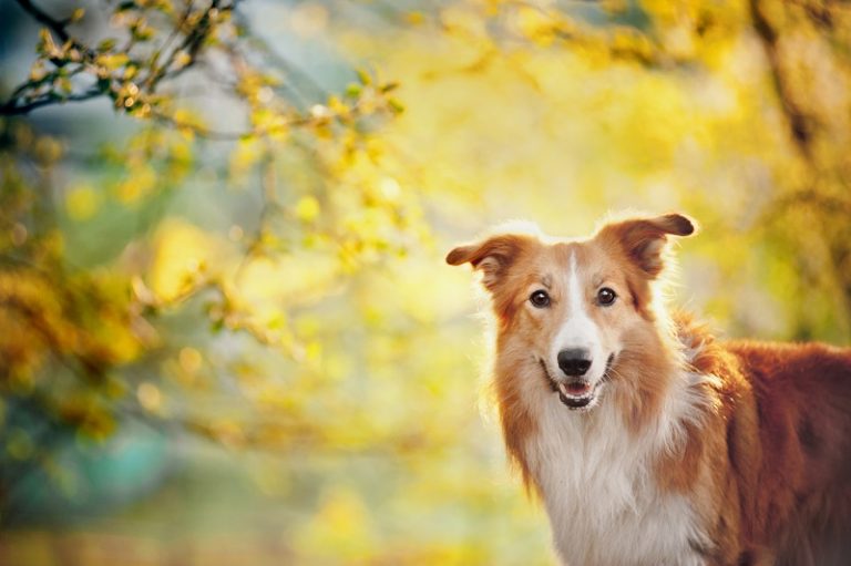 Read on for our dog poo texture chart