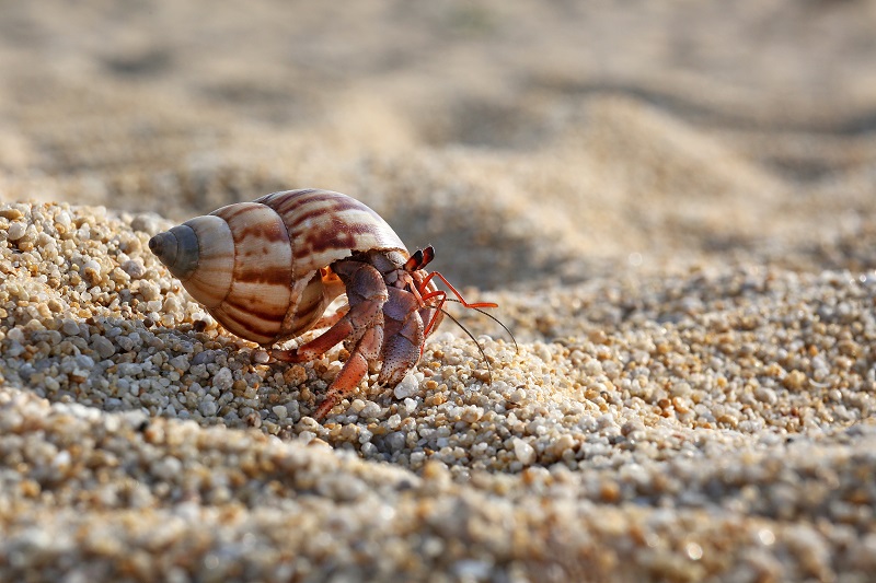 basic hermit crab care