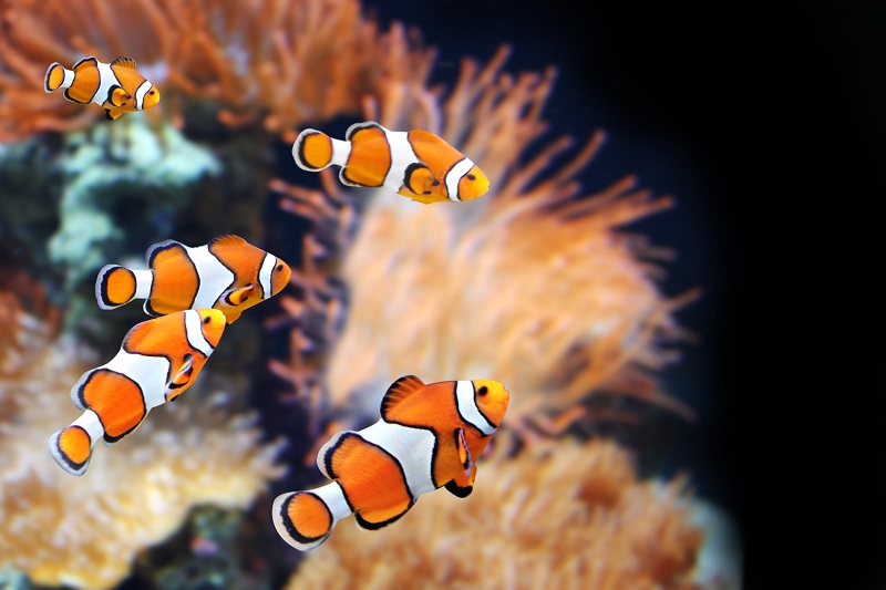 How To Setup A Saltwater Aquarium & Care For Fish