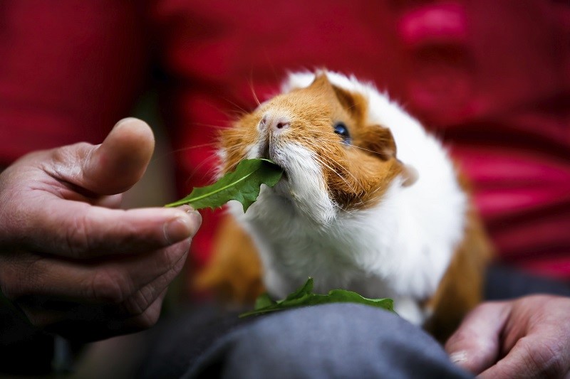 how warm do guinea pigs need to be