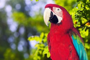 Pet parrot care guide: What do parrots eat and more