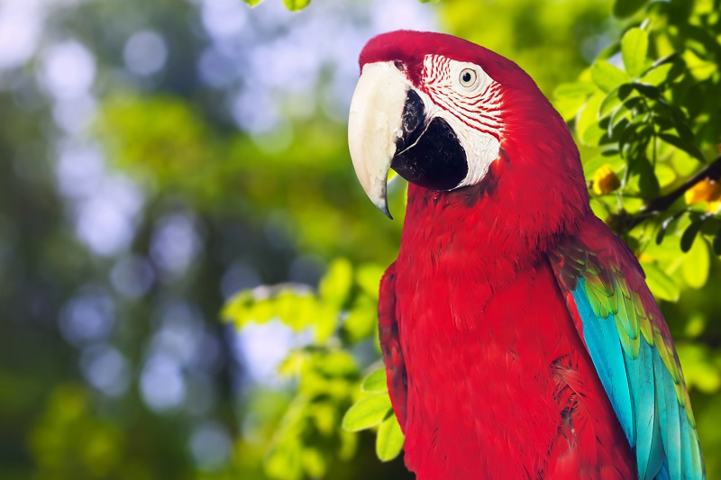 Pet parrot care guide: What do parrots eat and more