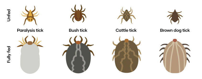 Common ticks found in Australia