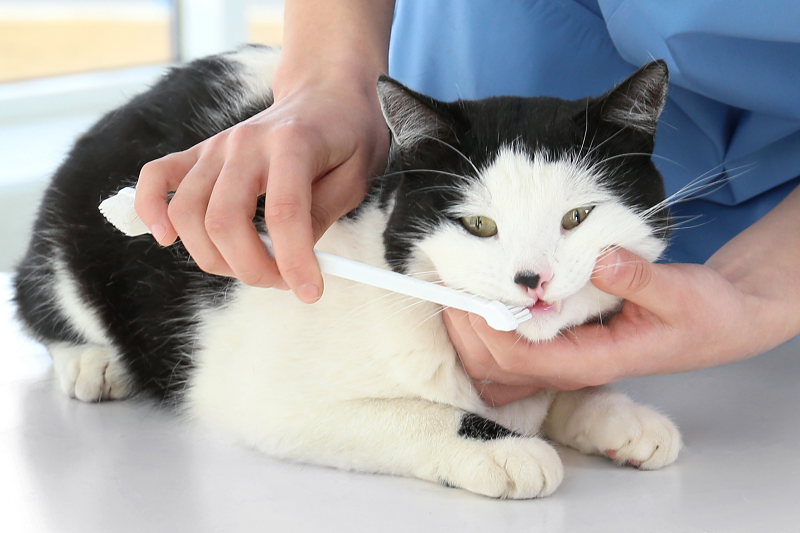 How to brush your cat's teeth