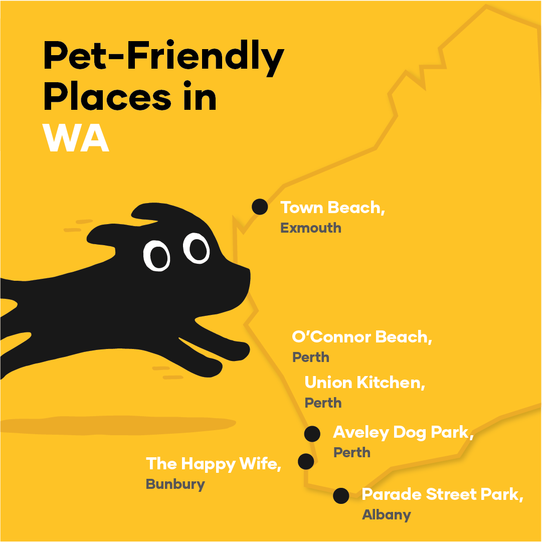 Ultimate list of dog-friendly places in Australia | Petbarn Articles