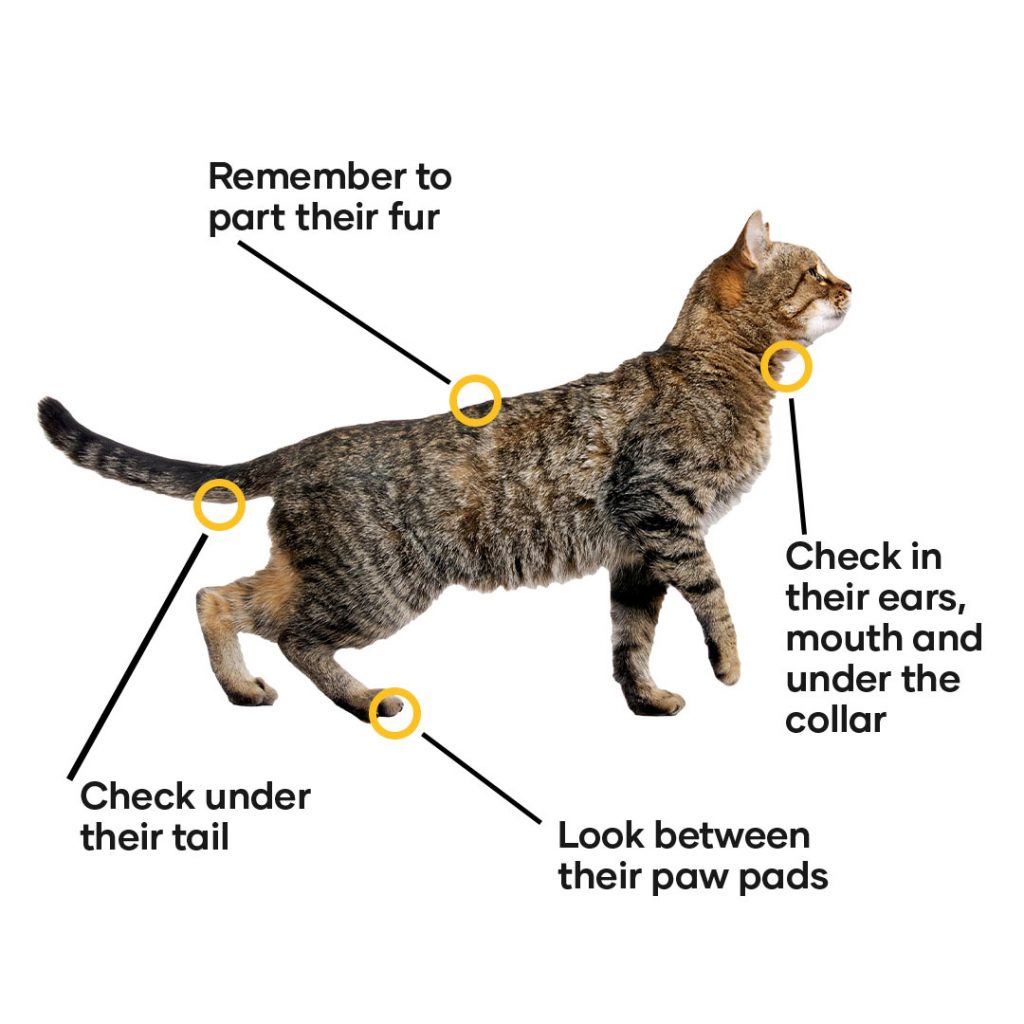 Where to look for ticks on your cat