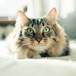 cat parasite myths