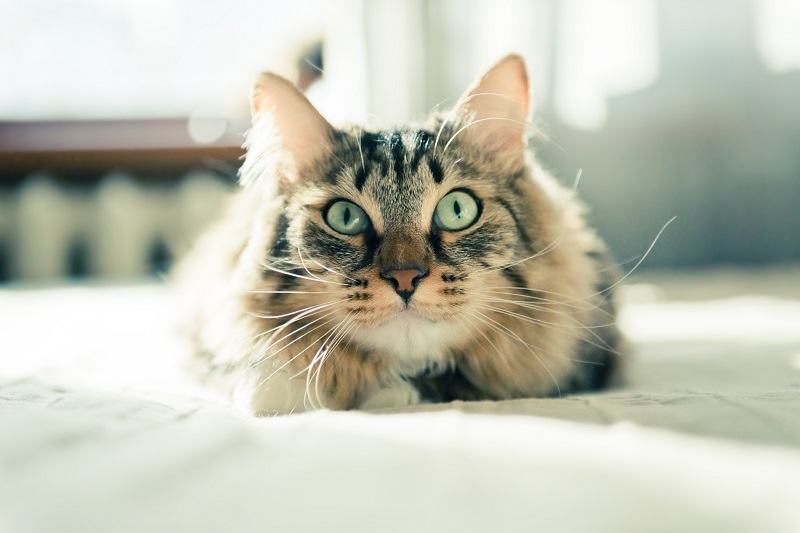 cat parasite myths