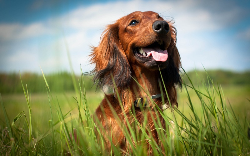 Dog parasite myths busted