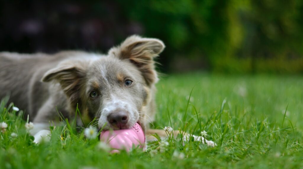 a young brown dog interacting with a pink puppy KONG toy