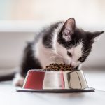 Benefits of super premium cat food