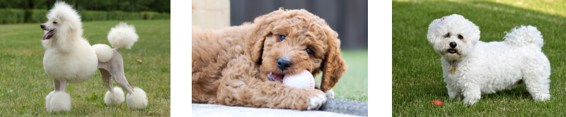 A collage of curly haired dogs, including a poodle, labradoodle puppy, and bishon frise.