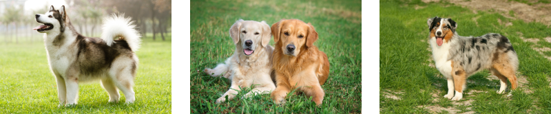 How to groom double coated dogs