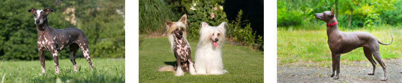 A collage of three breeds of hairless dogs: Mexican Hairless Dog (Xoloitzcuintli), Chinese Crested, and American Hairless Terrier