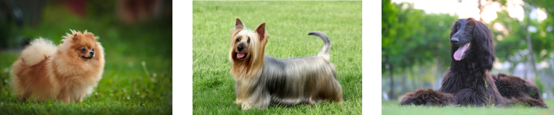 A collage of long haired dogs, featuring a Pomeranian, silky terrier, and Afghan Hound.