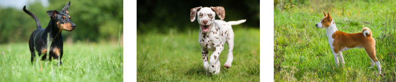 A collage of short haired and smooth coated dog breeds, specifically a pinscher, dalmation, and basenji dog.