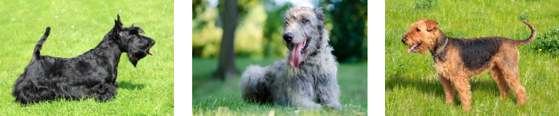 How to groom wire haired dogs