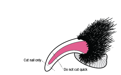 Cutting a long cat nail