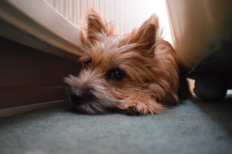 dog anxiety