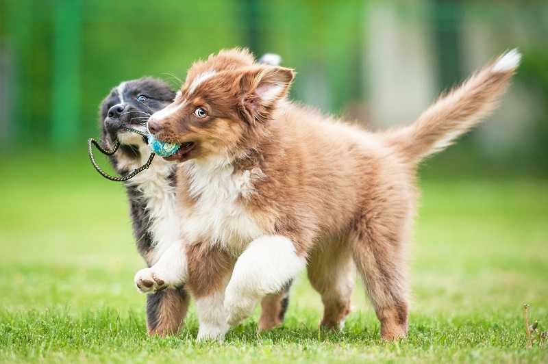 Healthy ways to keep your pet in shape