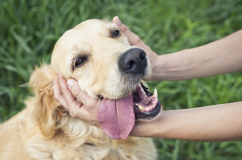 best puppy treats australia