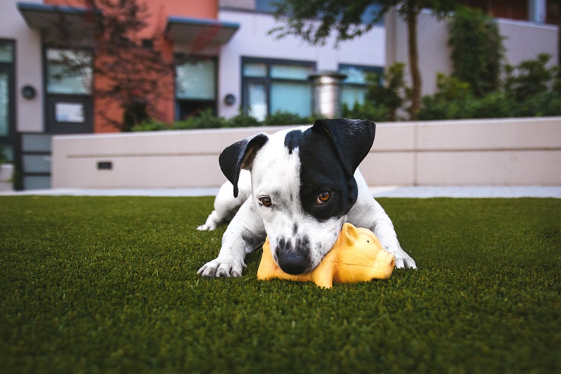 Dog toys for backyard hotsell