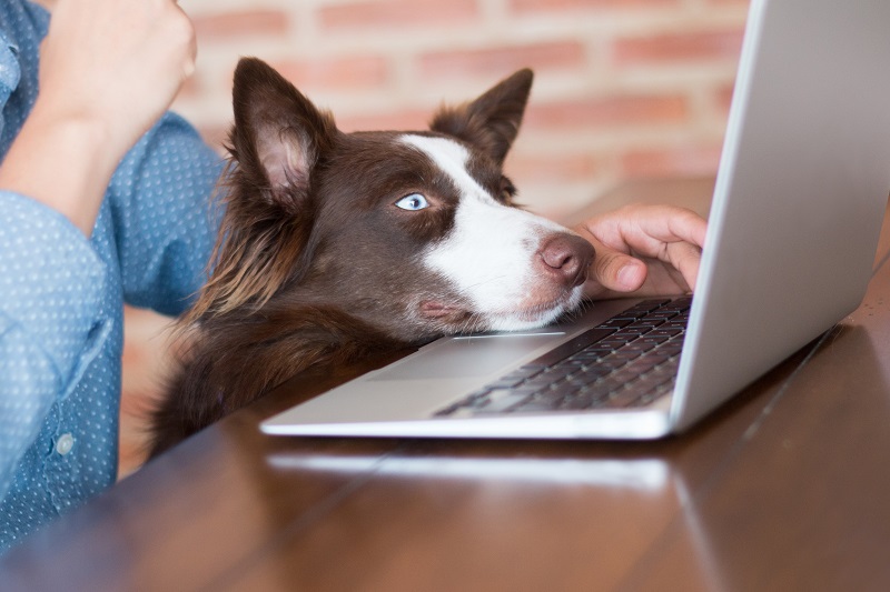 Caring for your dog when quarantined at home