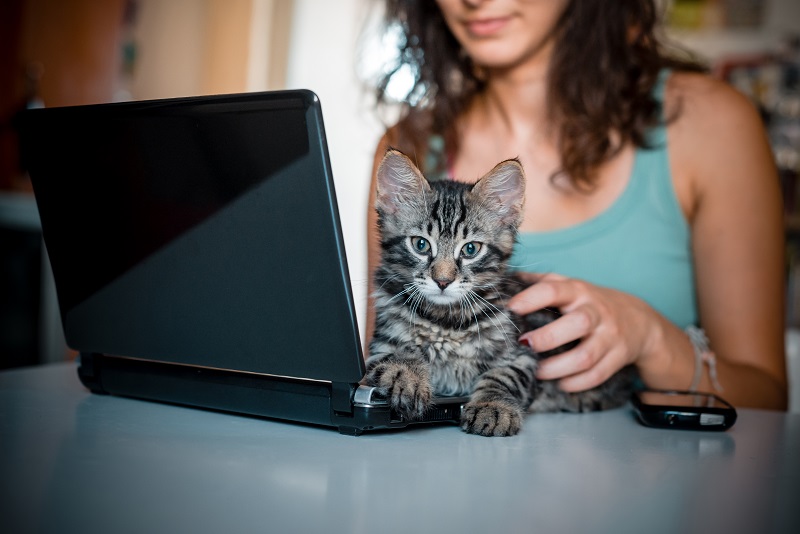 Quarantine care essentials for your cat