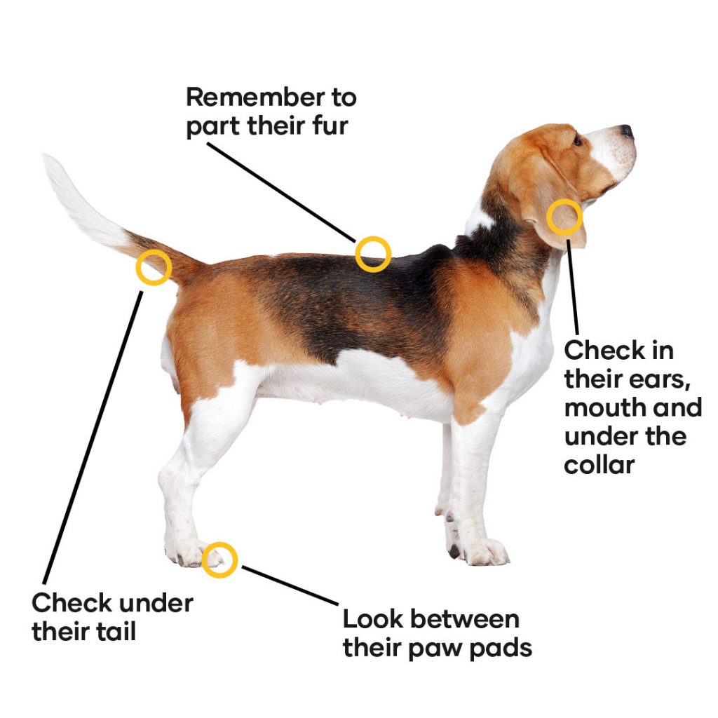 Where to look for ticks on your dog - check their entire body including head, toes, tail and fur