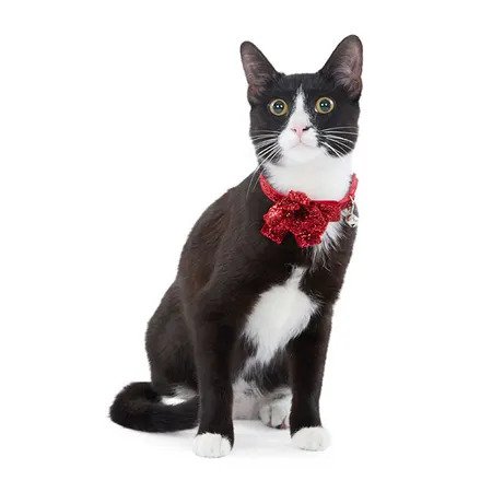  Santa Cat Harness