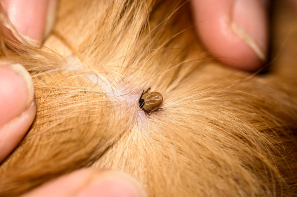 what a tick looks like on a dog