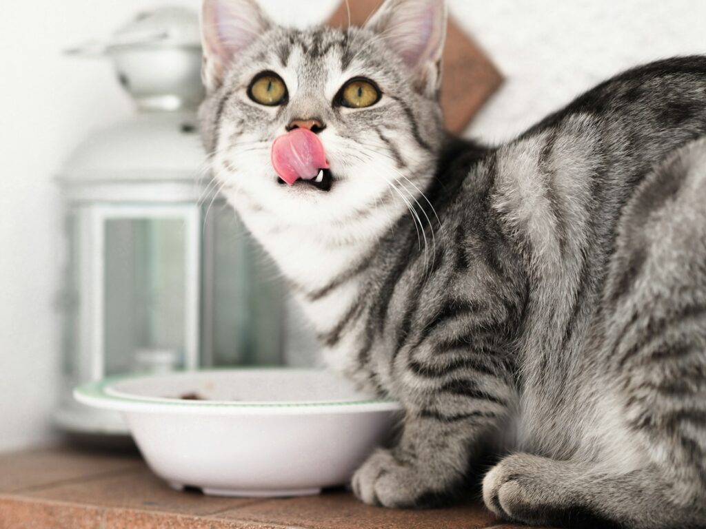 Grey tabby cat looking up and licking their lips in front of a white food bowl
