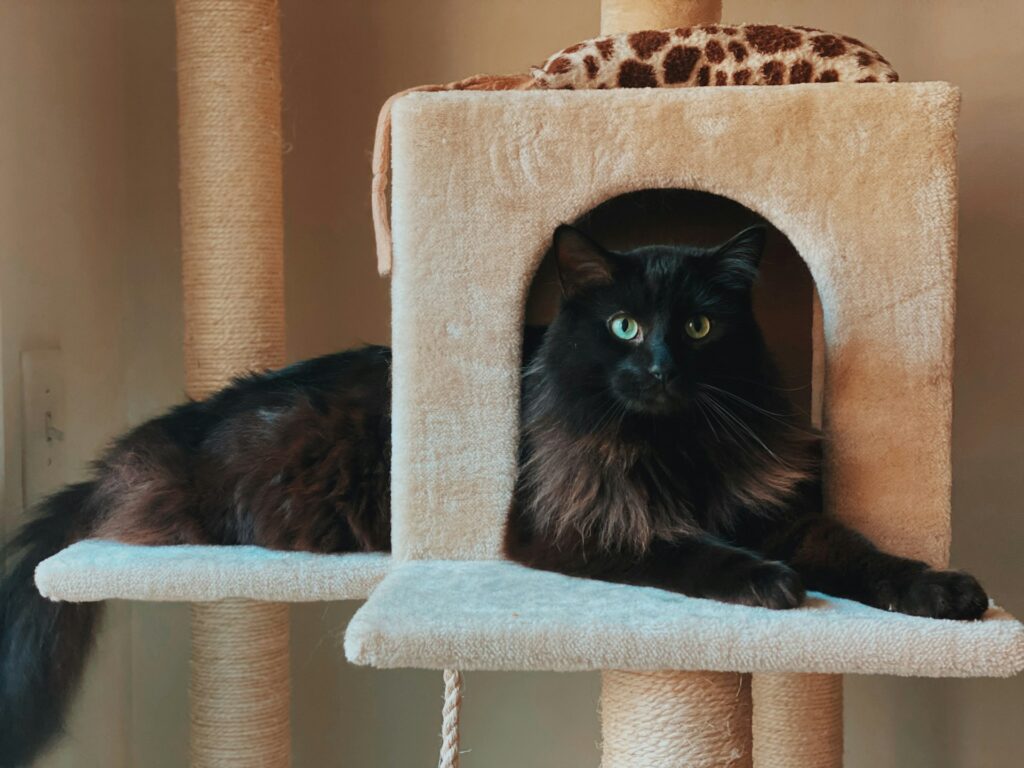 Long-haired black cat laying on a cream scratching post