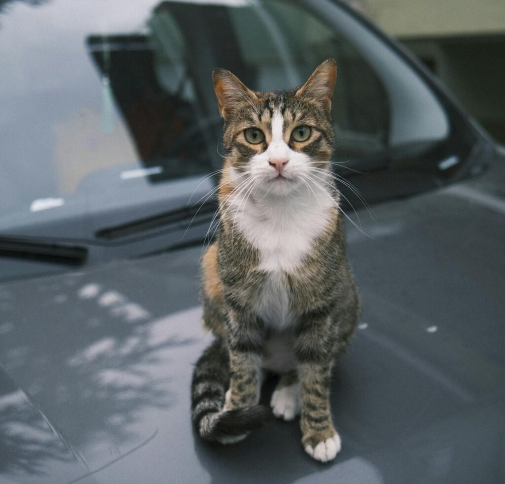brown and white tabby cat sitting on the bonnet of a grey car
