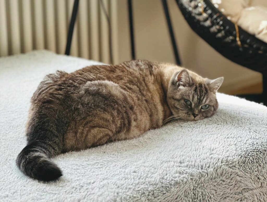 tabby cat laying on a grey blanket looking over their shoulder at the camera