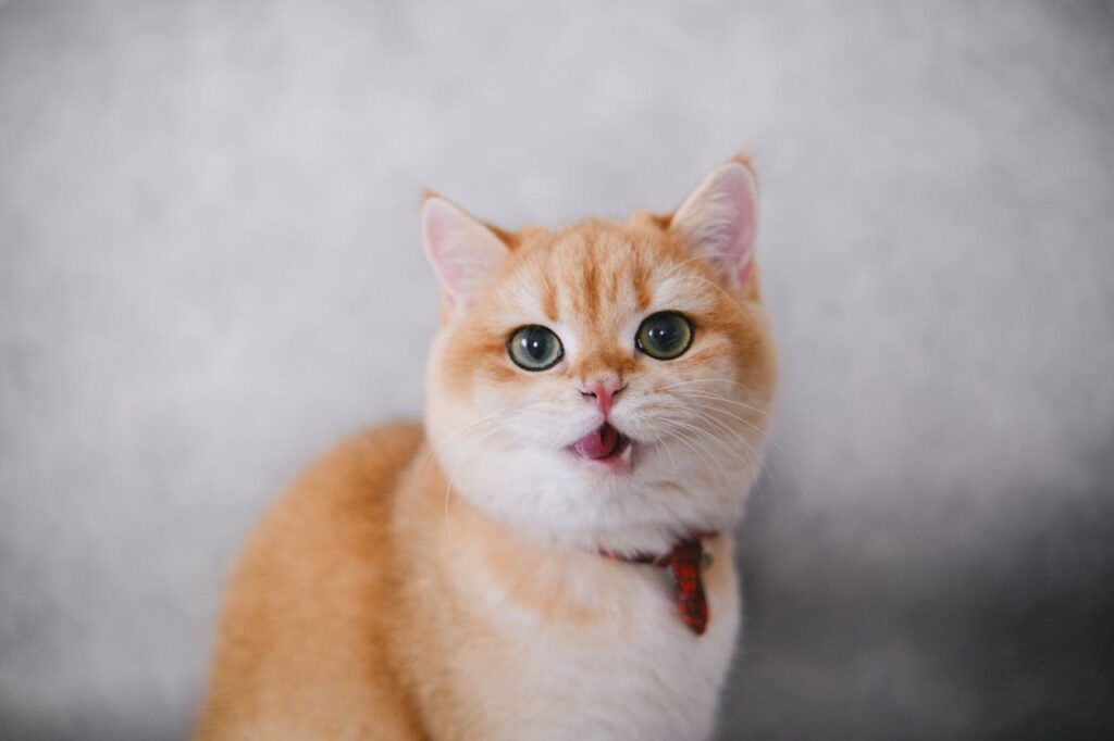 a short-haired orange exotic cat with an open mouth