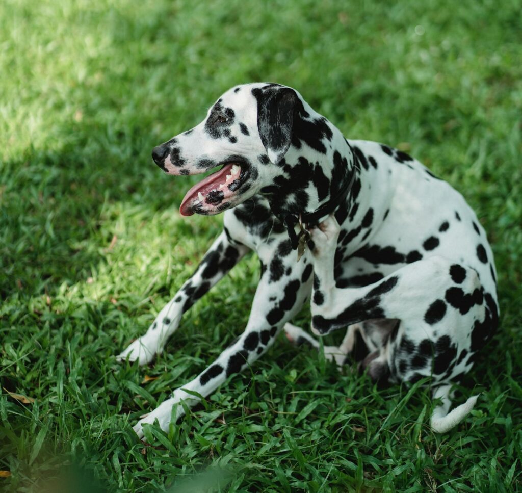 Dalmatian scratching themselves with their back leg while sitting on grass.