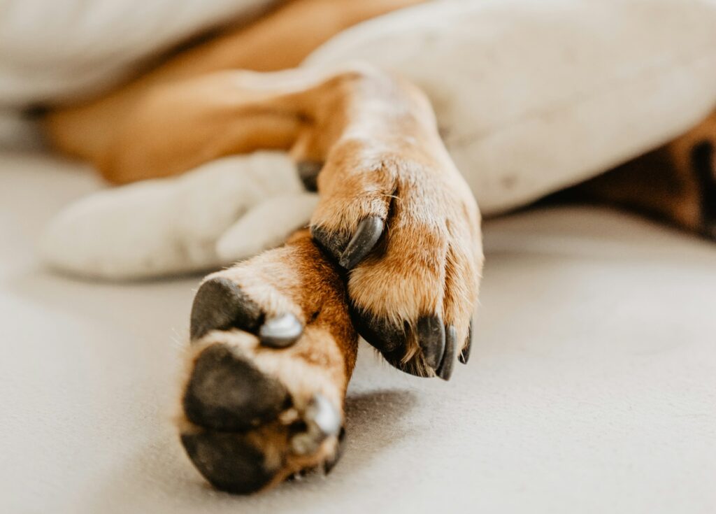 Close up of a dog's front paws