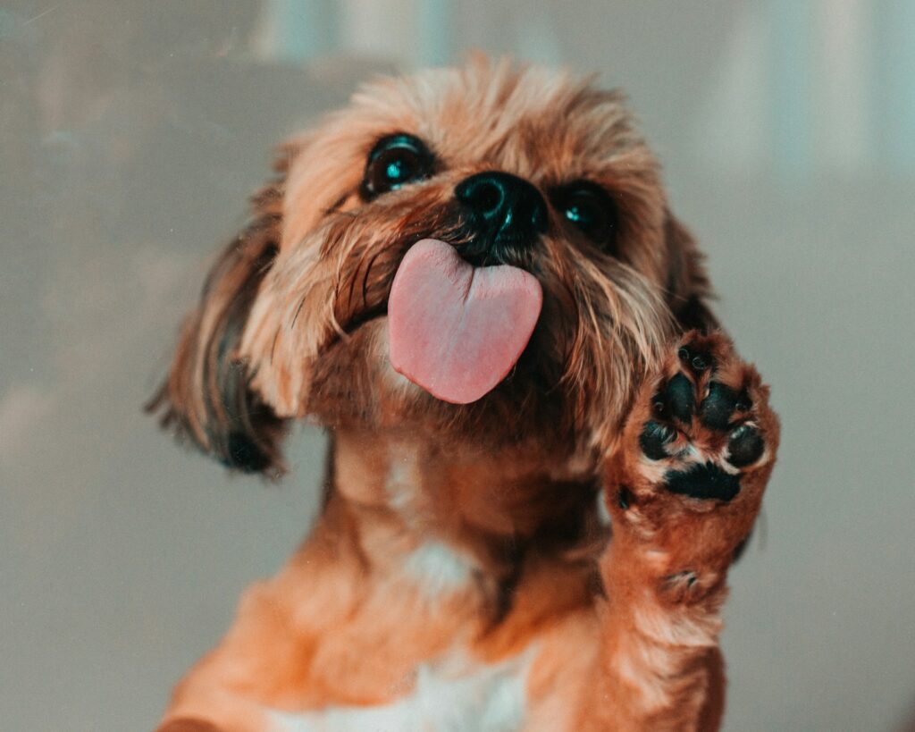 Small brown dog licking glass with their front left paw pressed against the glass.