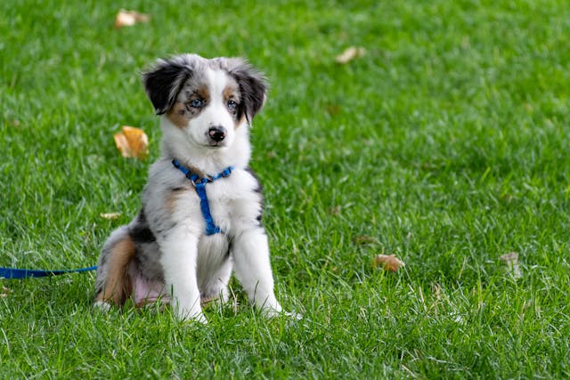 Australian Shepherd puppy in a blue harness sitting on grass