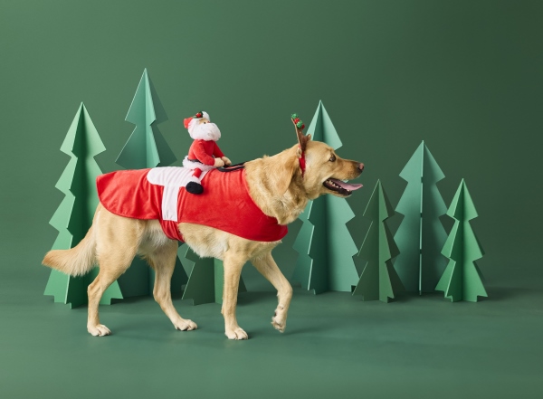 A Labrador wearing a santa-rider costume walking in front of a green background - just one of the many christmas presents you can buy your pet at Petbarn