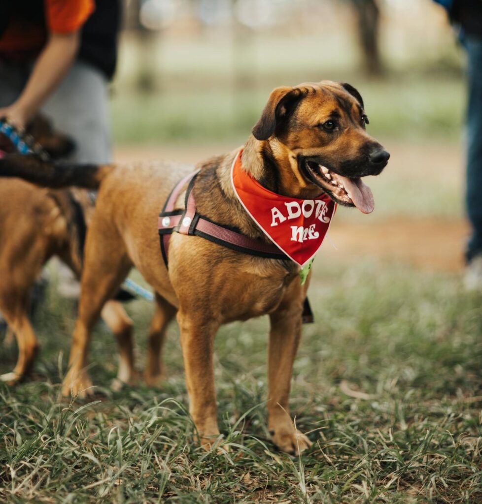 Adopt a pet like this cute dog