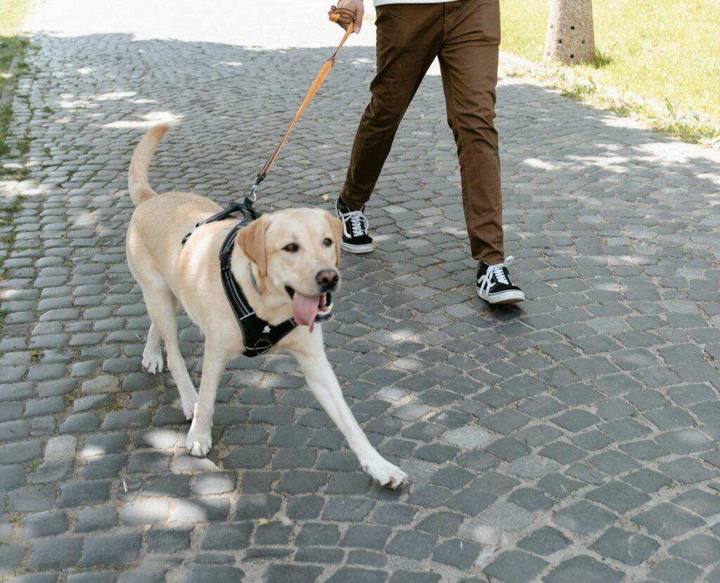 Dog walking in shade on a lead